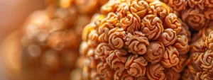 a close-up shot of a magnified thirteen mukhi rudraksha bead showcasing intricate details and natural beauty.