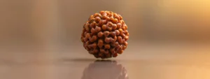 a close-up photo of a stunning fourteen mukhi rudraksha bead against a plain background, showcasing its intricate texture and unique markings.