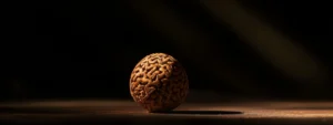 a close-up of a single, sacred rudraksha seed illuminated by sunlight, showcasing its intricate texture and spiritual significance.