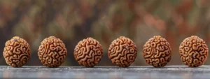 a close-up photo showcasing the intricate, natural texture and six clear, evenly spaced faces of a genuine six mukhi rudraksha bead.