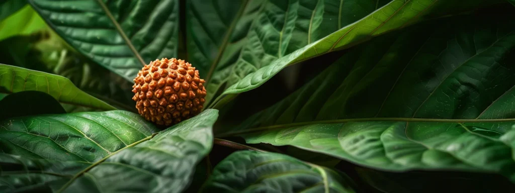 a shimmering twenty mukhi rudraksha bead resting on a bed of lush green leaves.